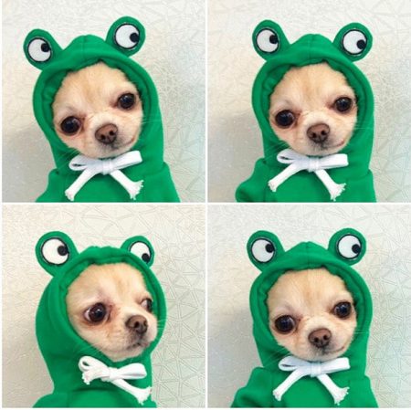 Purrfect Cute Pet Hoodies