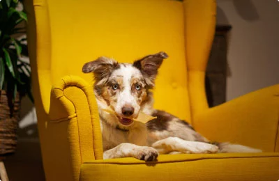 petgearzone