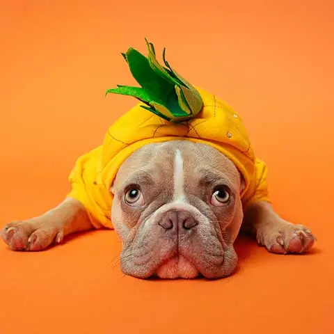petgearzone