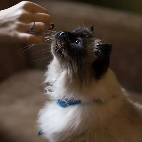 petgearzone
