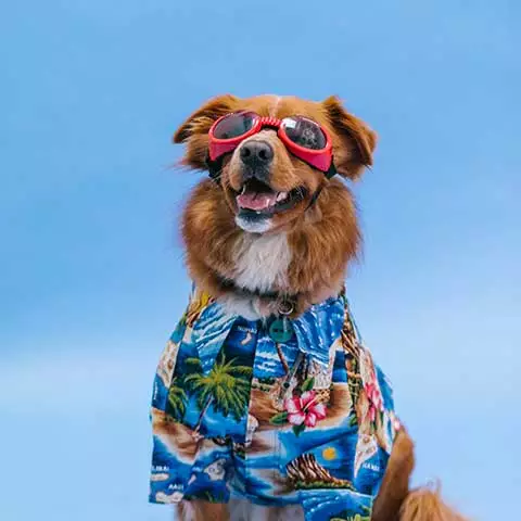 petgearzone